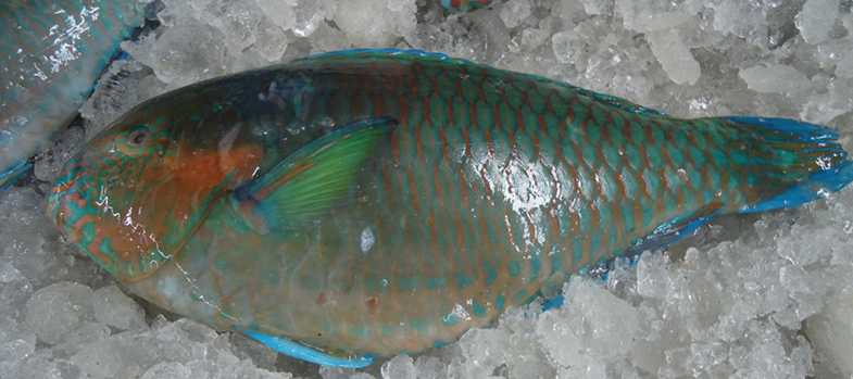 FROZEN PARROTFISH WHOLE CLEANED