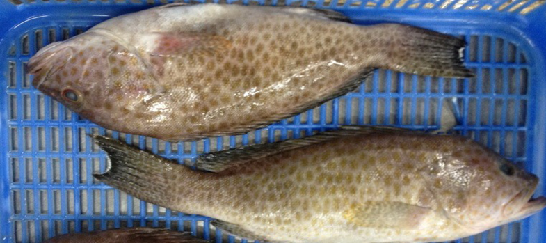 FROZEN GROUPER WHOLE CLEANED