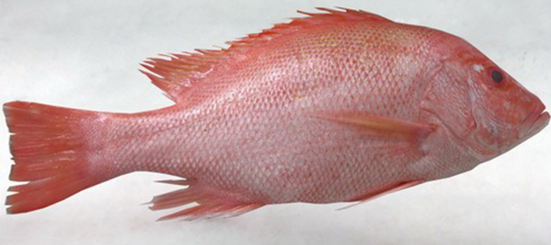 FROZEN RED SNAPPER WHOLE CLEANED