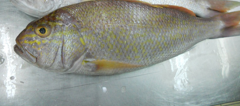 FROZEN GOLDBAND SNAPPER WHOLE CLEANED