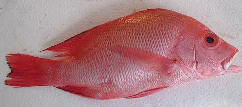 FROZEN RED SNAPPER WHOLE CLEANED
